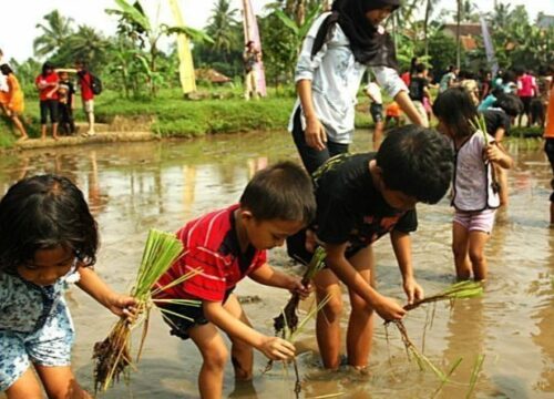 Belajar Menanam Padi dan mengenal budaya pedesaan