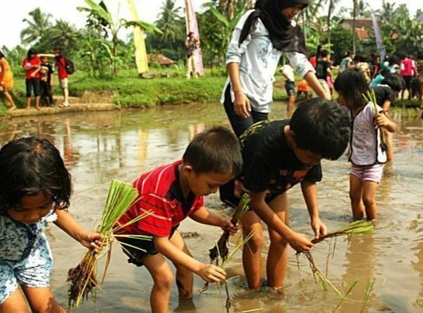 Anak-anak Menanam Padi